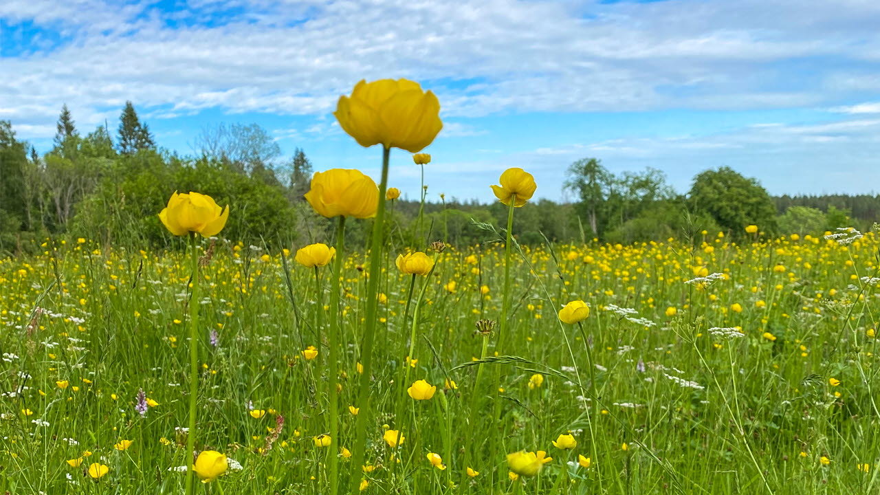 Blommande Smörbollar vid Tegen