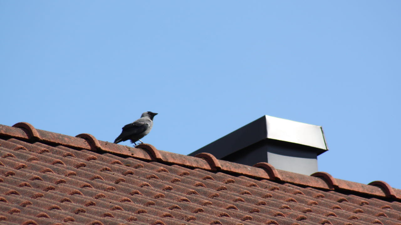 Fågel på taknock