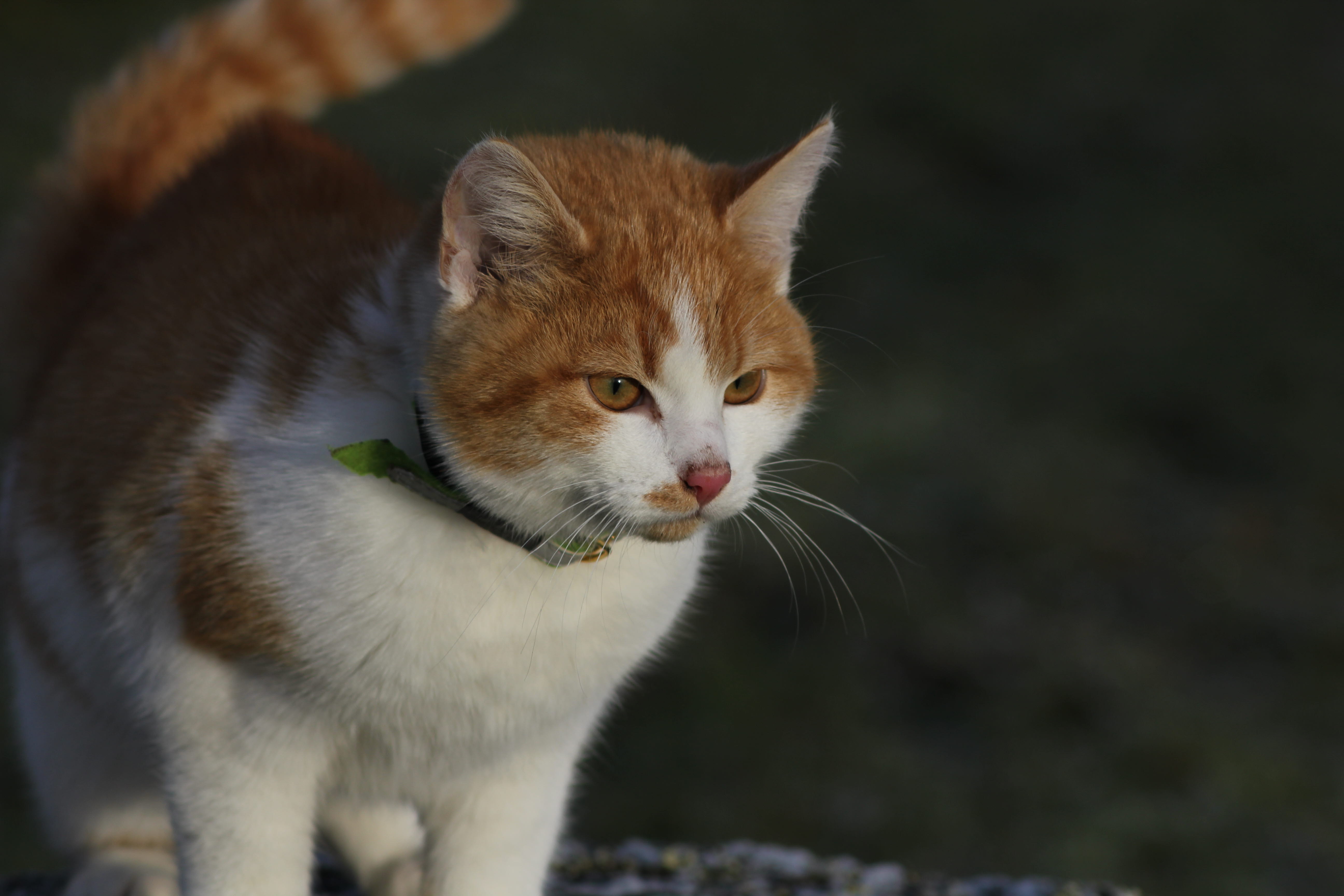 vit och röd katt med grönt halsband