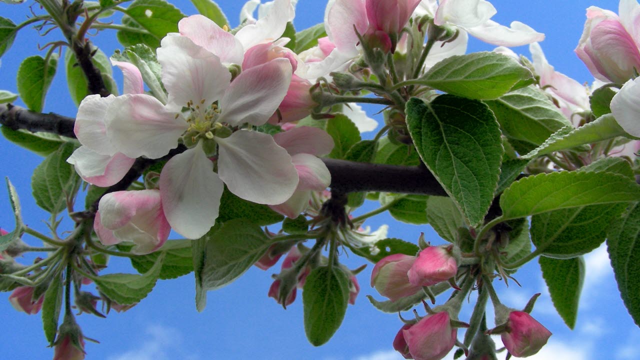 Blommande äppelträd.