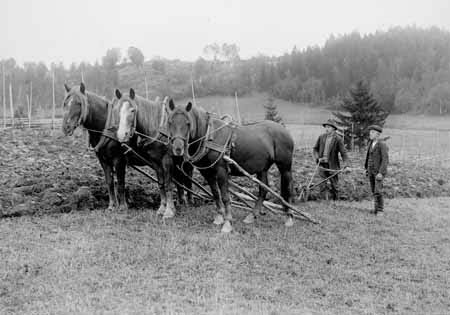 Svartvitt foto föreställande tre arbetshästar som drar en plog på en åker. Bakom hästarna står två män.