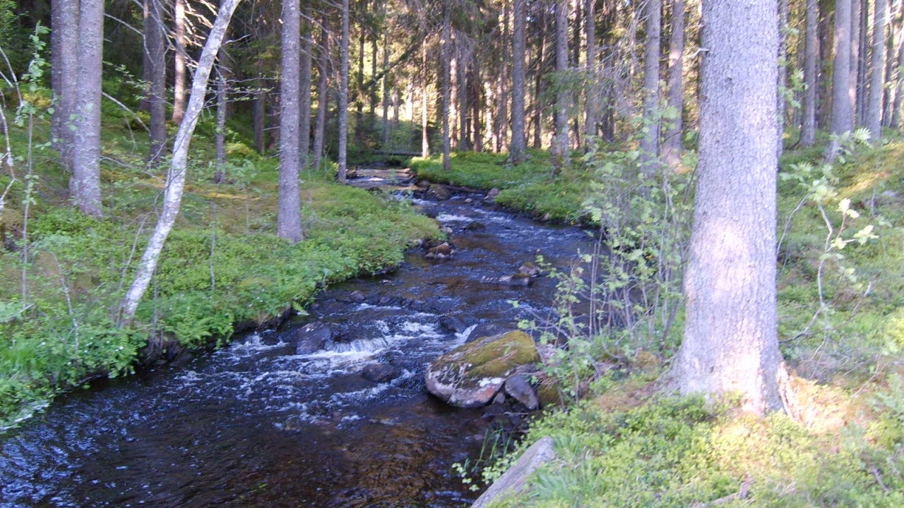 Ett litet vattendrag i granskogen