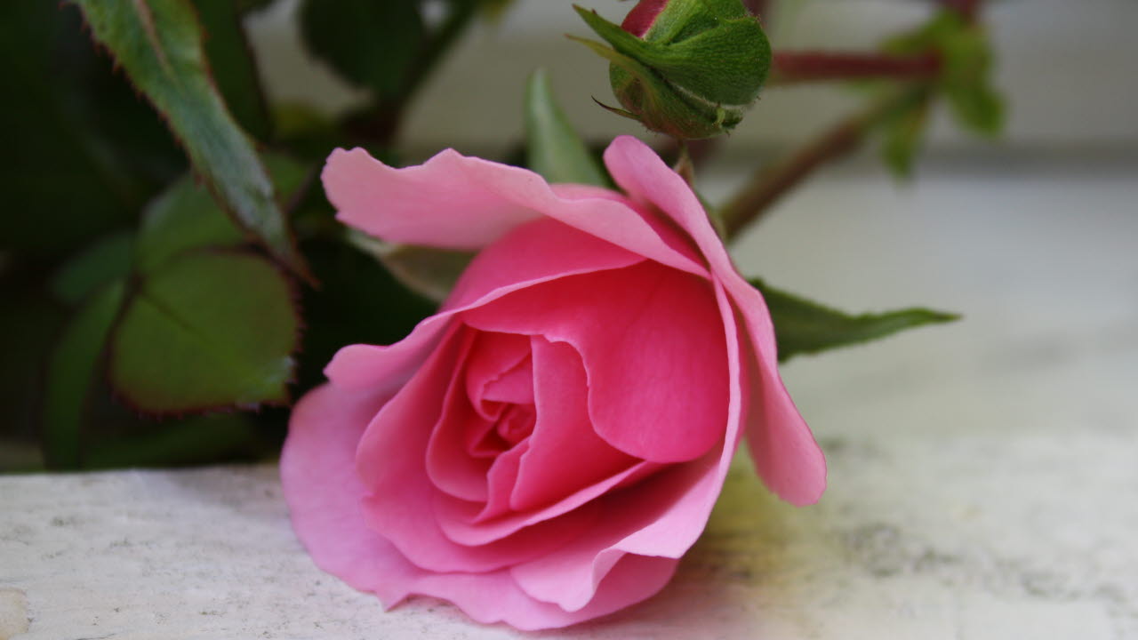 En rosa ros med gröna blad