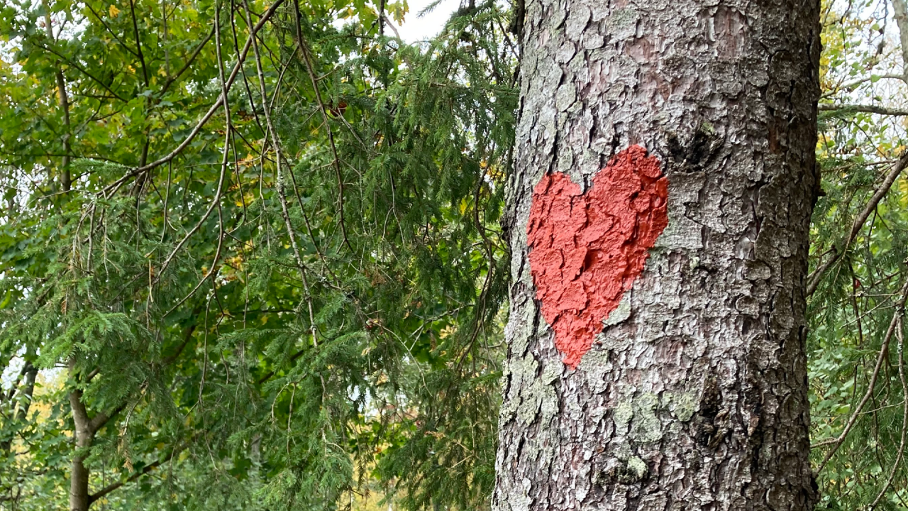 Rött hjärta på träd