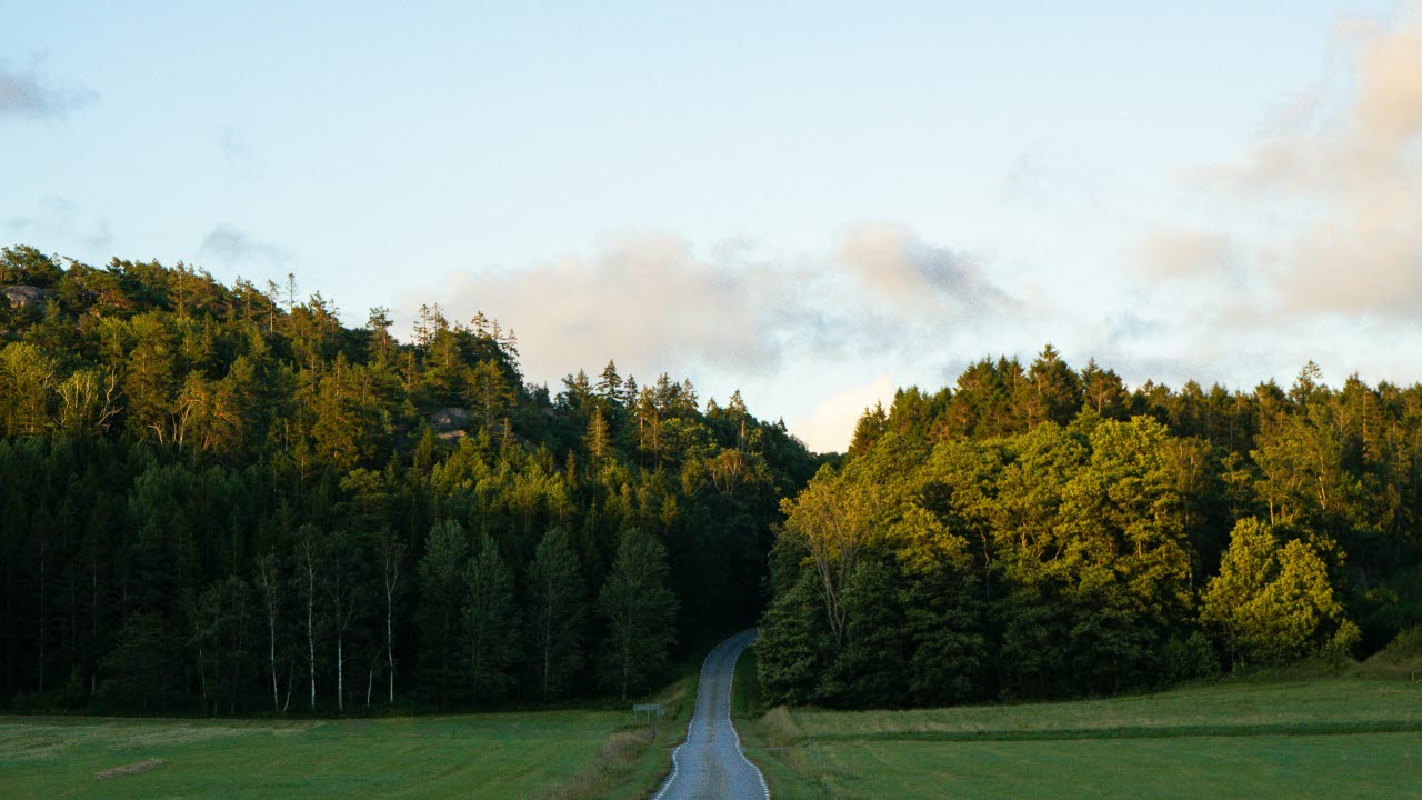 Väg i sommarlandskap