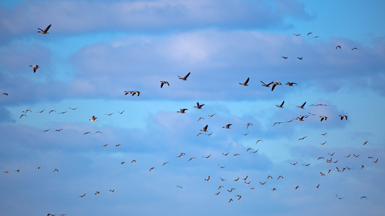 Blå himmel med flyttfåglar som försöker hitta sina formationer